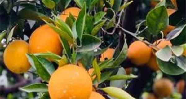桔子成熟季节及采摘技巧（掌握这些技巧）