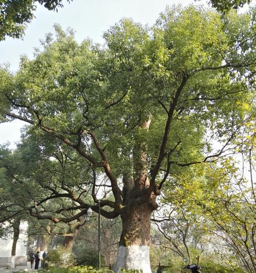 合肥市树之麻柳（了解合肥市树麻柳）_花植网