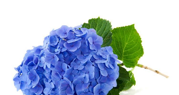 绣球花的花语和象征意义（探索绣球花的隐藏花语）