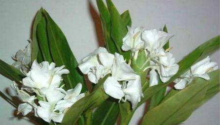 姜花的水养方法（让姜花在水里妥妥的活）