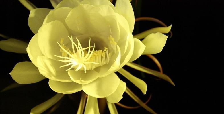 昙花花语与寓意(昙花的含义、传说与象征)