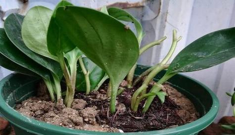 探秘豆瓣绿，解读多肉植物奇妙世界（豆瓣绿是什么）