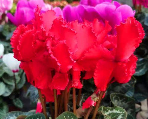 仙客来，多年生的观赏植物（探秘仙客来的生长习性与养护技巧）