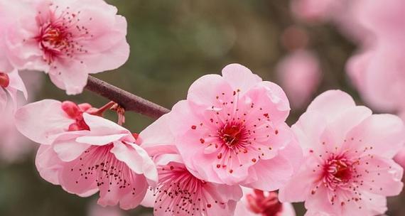 梅花与十二生肖(梅花神秘象征的生肖密码)