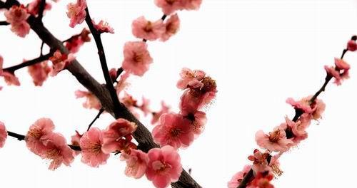 梅花是中国的国花——了解梅花的历史、寓意与文化内涵
