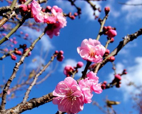 梅花是中国的国花——了解梅花的历史、寓意与文化内涵