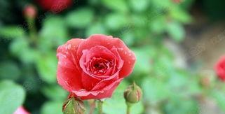 玫瑰花期详解（玫瑰花开的时间）