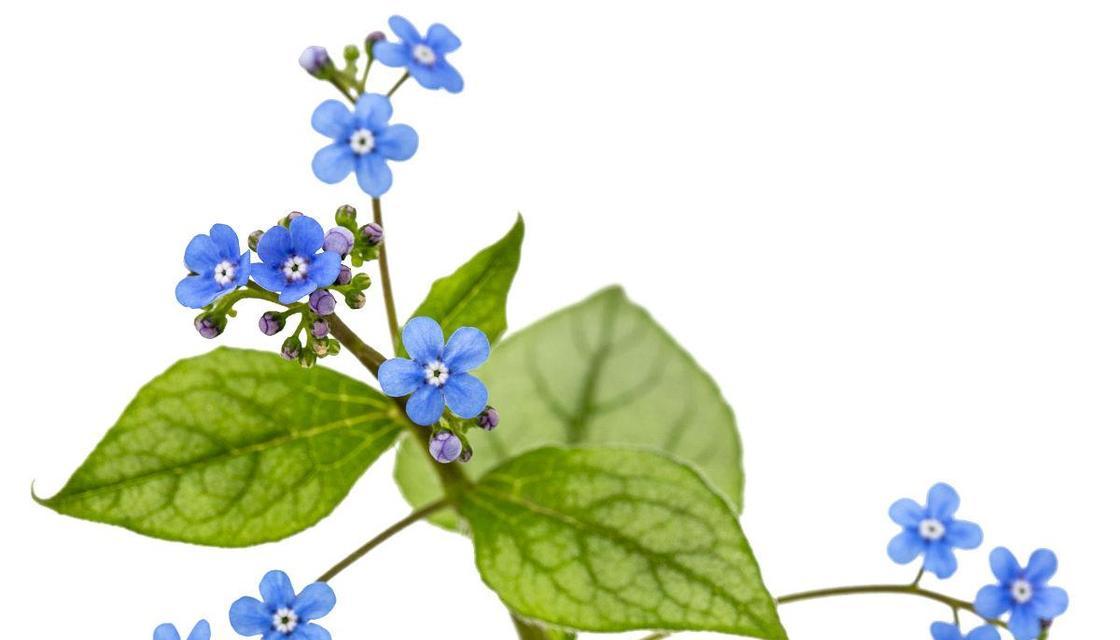 勿忘我怎么醒花，让花开得更美（掌握方法）