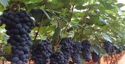 北方也能种植夏黑葡萄（适应性强、品质优秀）