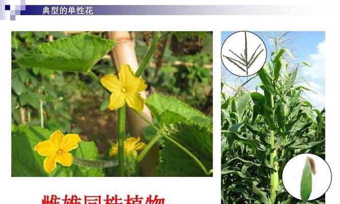 牡丹花的性别是什么？（揭开牡丹花性别之谜）