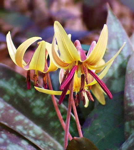 百合花（从特点到分类）