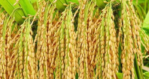 水稻的生长条件和特性（探究水稻生长的环境要素与特殊性状）