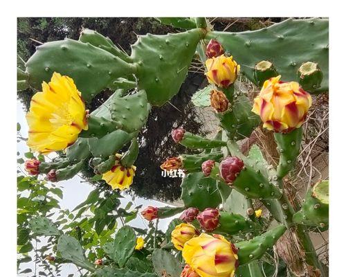 仙人掌花的神秘花语（揭秘仙人掌花的意义与传说）
