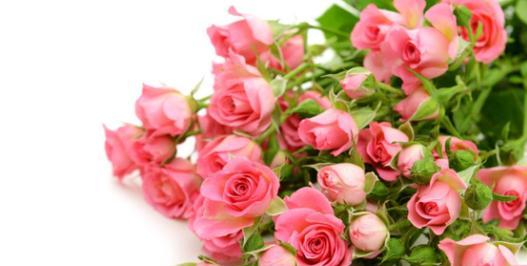 33朵玫瑰代表的花语剖析（解密33朵玫瑰花束所代表的情感与意义）