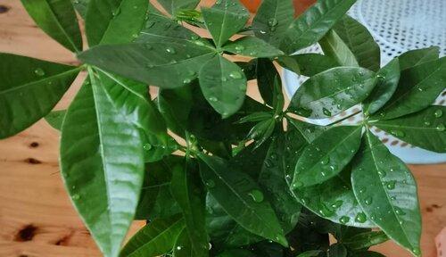 揭秘发财树——它到底喜不喜水？（从树种特点到养护技巧）