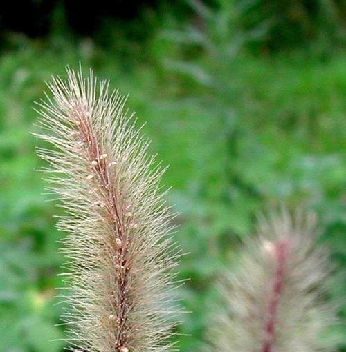 狗尾巴花的花语、寓意及文化(了解狗尾巴花)