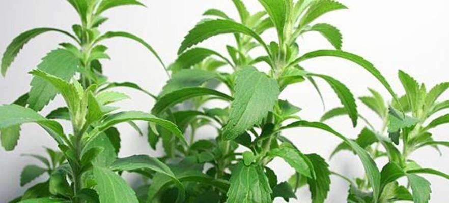 菊花的发芽生长期（探究菊花的生长规律及关键环节）