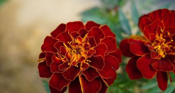 万寿菊花语与传说（花开永恒）