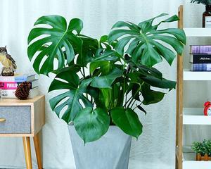 龟背竹盆栽种植指南（如何选择盆栽大小及其他要点）