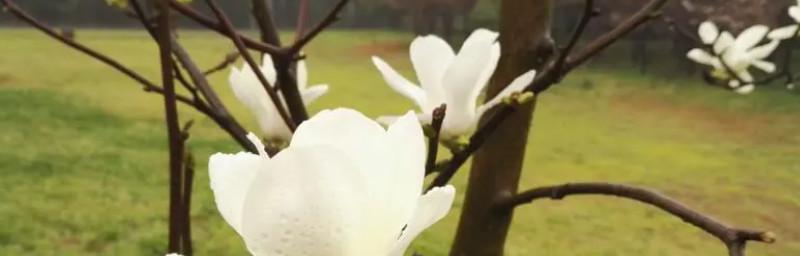 木兰花之美（探索木兰花的花语）
