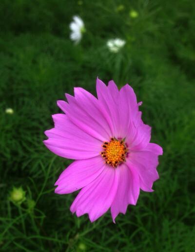 波斯菊的花语解读（传递爱意和美好祝福的完美选择）