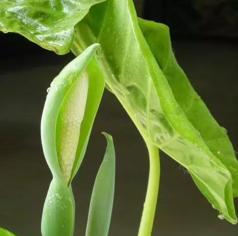 滴水观音，防寒抗冻的好帮手（全面了解滴水观音的抗寒功效及使用方法）