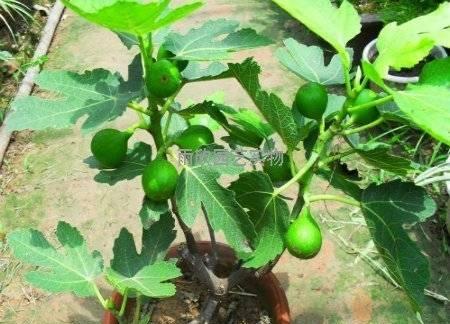浅盆与深盆，无花果盆景应该如何选择？（比较浅盆和深盆对无花果的影响）