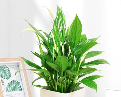 白掌的风水寓意与象征意义（掌握白掌的风水用法）