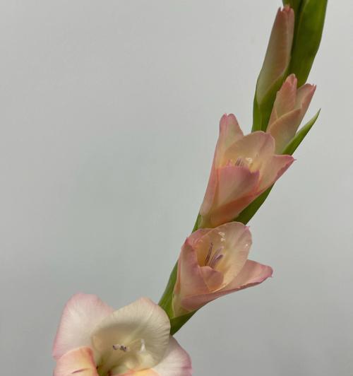 剑兰荷花(剑兰荷花)