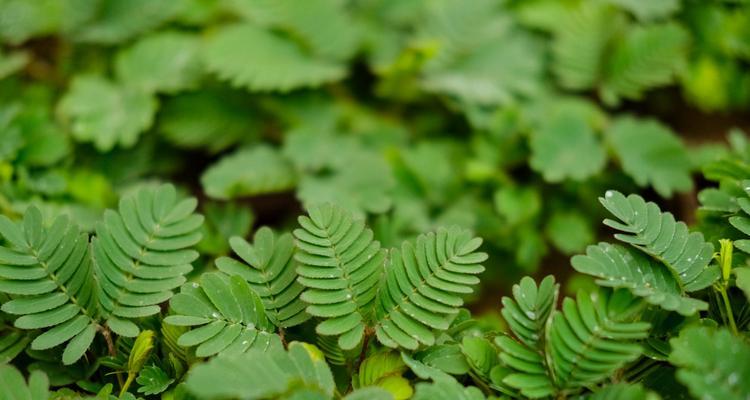 含羞草，一种神奇的植物：探秘含羞草的起源、生长、特性与疗效