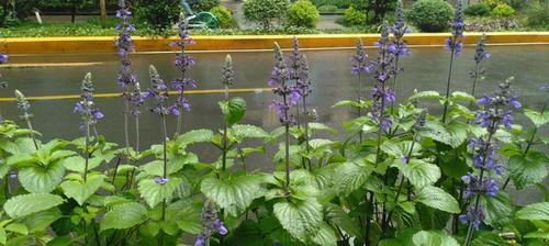 鼠尾草的花语及象征意义(探寻鼠尾草的多样含义)