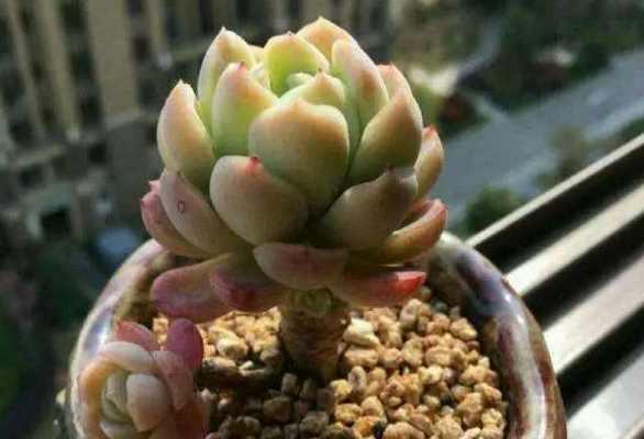 厚叶月影多肉养殖全攻略（打造健康美丽的厚叶月影多肉）