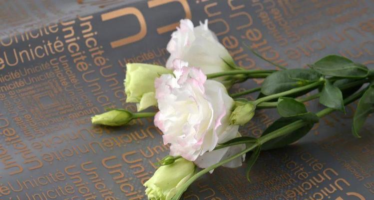 桔梗花的花语与寓意（桔梗花语的种种含义）