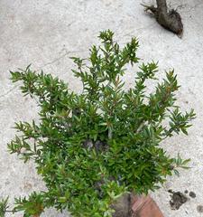 水杨梅的养殖与养护（水杨梅好养吗）