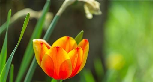 郁金香开花时间及花期特点（春季缤纷绽放）