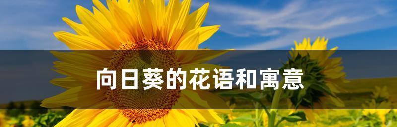 向日葵花语与生活的寓意(阳光坚强)
