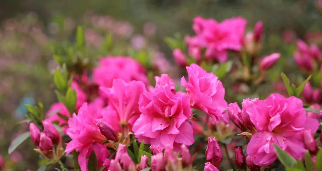 杜鹃花的喜阴性格（这些事情你必须知道）