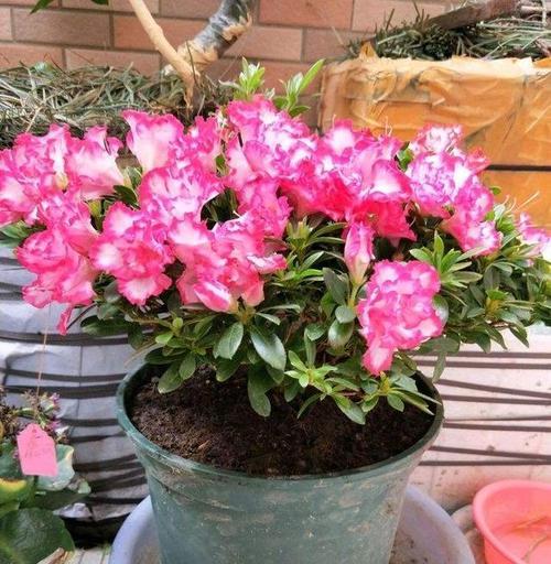 杜鹃花的喜阴性格(这些事情你必须知道) 杜鹃花的喜阴性格(这些事情你必须知道)