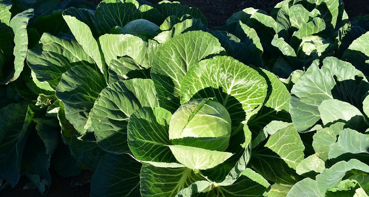 探究卷心菜的生长周期（从种植到收获）