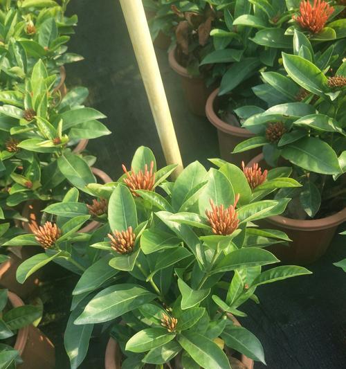 龙船花的养殖方法和注意事项（花卉养护与爱相伴）