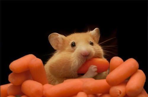 仓鼠的饮食需求（胡萝卜是仓鼠饮食中必不可少的一部分）