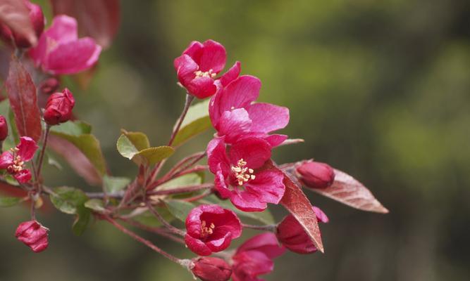 海棠花的花语与意义（探索海棠花官方花语的深层内涵）