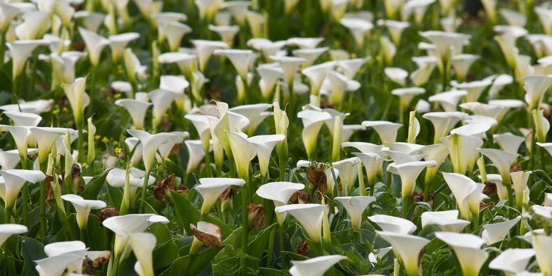 探秘海芋开花的奥秘（从芽苞到花开）
