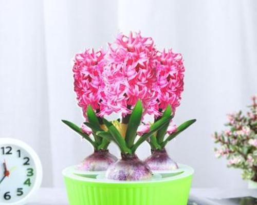 打造宜种又好养的花卉花园（探寻适合初学者种植的15种好活易种花卉）