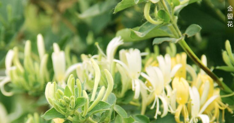 金银花的生长环境（探寻金银花的习性和适宜地点）