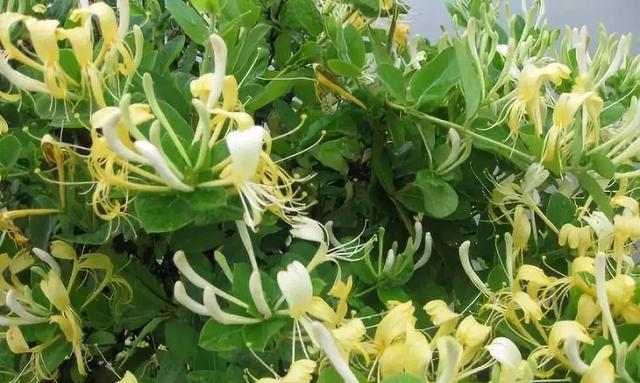 金银花的生长环境(探寻金银花的习性和适宜地点) 金银花的生长环境(探寻金银花的习性和适宜地点)