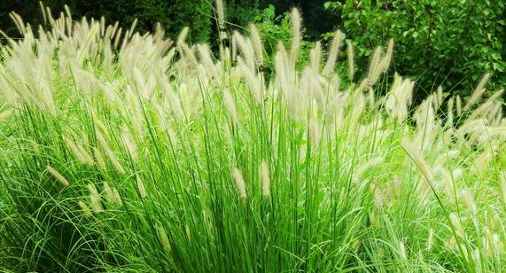 探究狼尾草——一种常见的多年生植物（了解狼尾草的特点及生长习性）