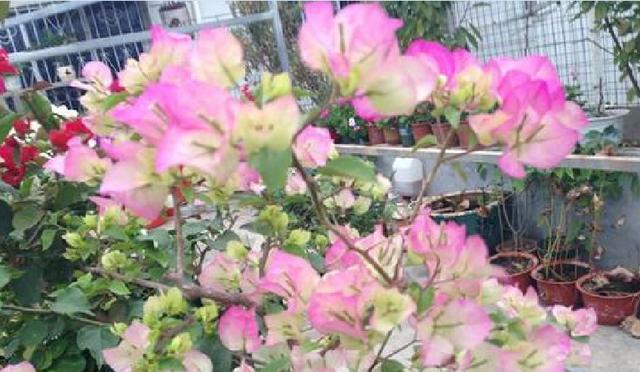 三角梅开花时间与周期(探究三角梅开花时间的因素及注意事项)