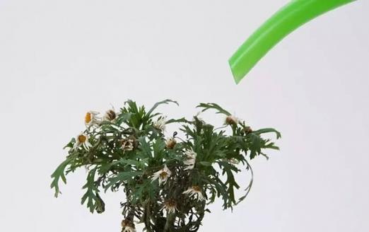 冷水花的浇水技巧（正确的浇水方法让冷水花茁壮成长）