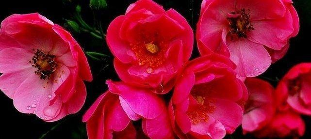 以玫瑰花为主题的花语（表达爱情的花语）